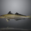 Golden White Fish With Black Fins Isolated On Gray Background With Reflection
