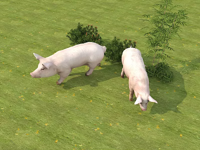 Two White Pigs Walking On Green Grass Near Bushes And Small Tree 3d model