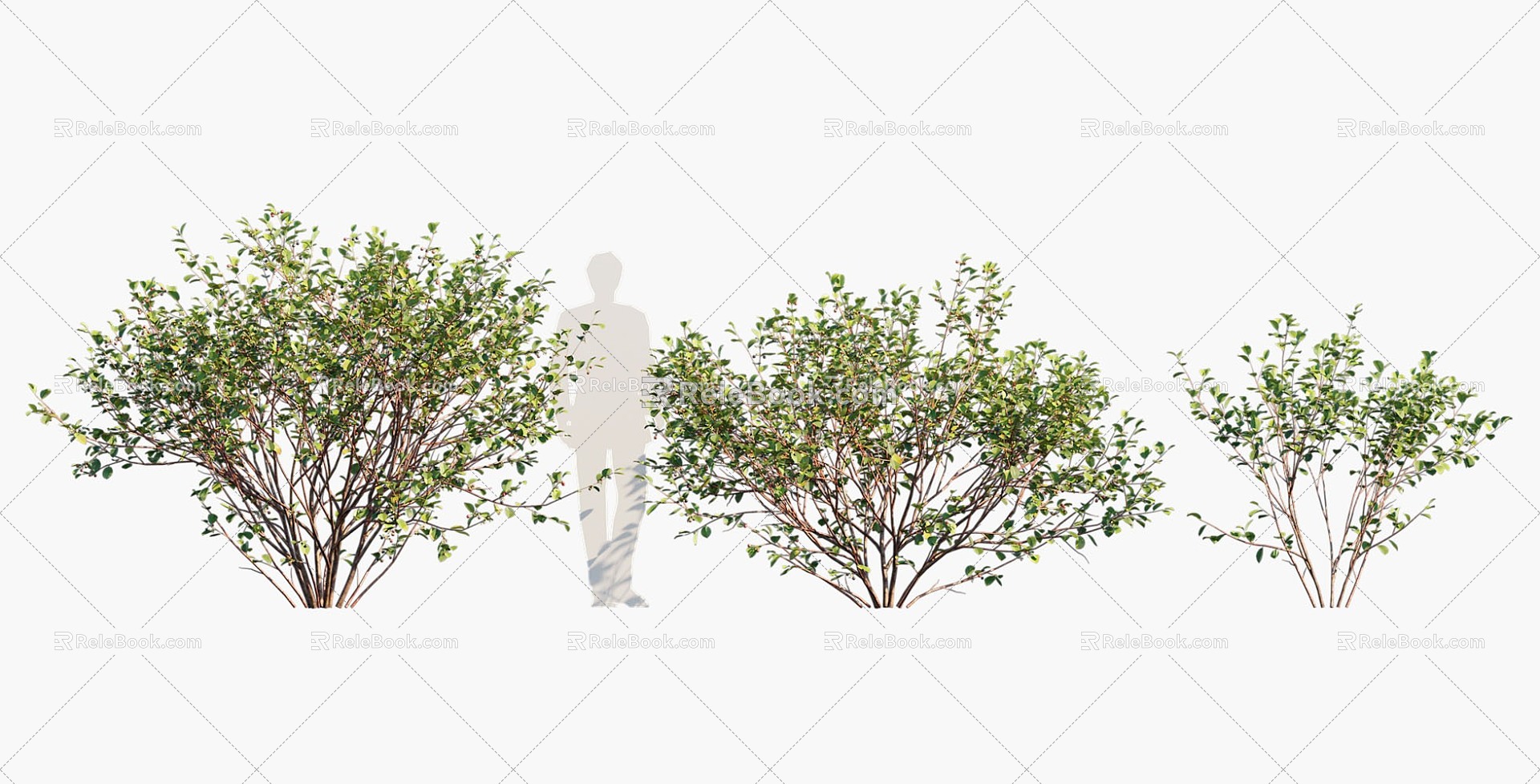 plant landscape tree dwarf tree flower tree 3d model