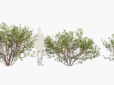 Lush Green Trees In Outdoor Setting With Person Silhouette And Dense Foliage 3d model