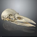 Detailed Anatomical White Bird Skull With Long Hollow Beak On Dark Reflective Background