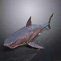Realistic Marine Shark With Sharp Teeth Dorsal Fin And Streamlined Body Features 3d model