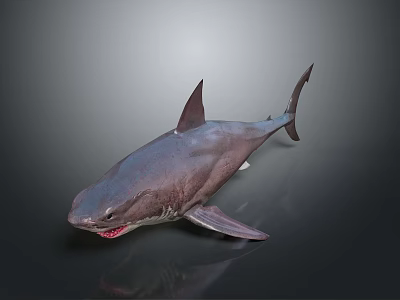 Realistic Marine Shark With Sharp Teeth Dorsal Fin And Streamlined Body Features 3d model