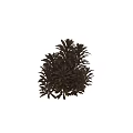 Golden Brown Leaf Shrub With Lush Dense Foliage And Bushy Growth Habit
