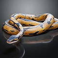 Coiled Yellow And Black Snake With Spotted Pattern On Black Reflective Surface