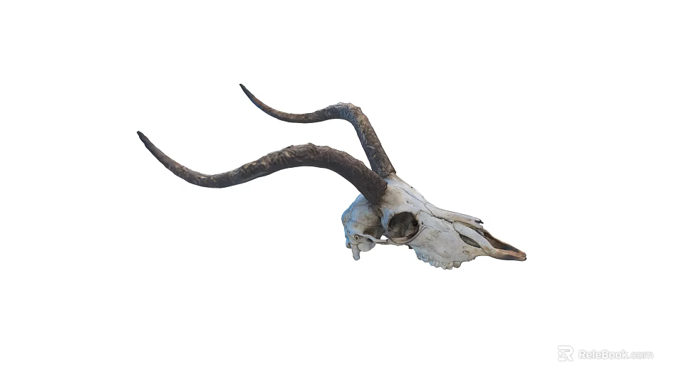Authentic Antelope Skull With Long Curved Horns As Decorative Display Piece 3d model 