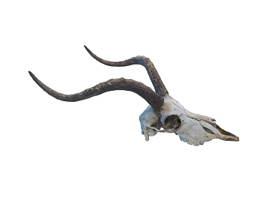 Authentic Antelope Skull With Long Curved Horns As Decorative Display Piece 3d model