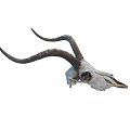 Authentic Antelope Skull With Long Curved Horns As Decorative Display Piece