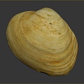 Shell Cartoon Pearl Pink Red Shell Mussel Clam Freshwater Pearl Seawater Pearl Nanyang Pearl 3d model