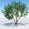 Lush Tree With Green Leaves Yellow Fruits And Two Trunks On White Ground 3d model