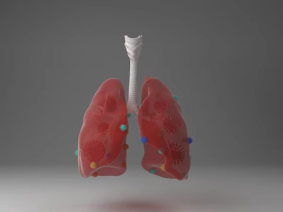 lung model 3d model