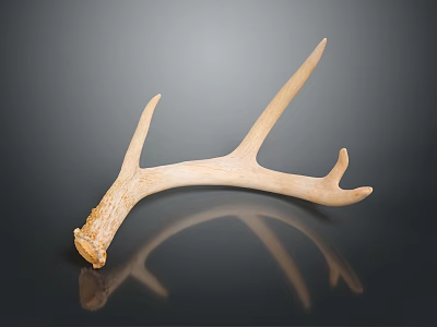 Single Natural Deer Antler With Smooth Texture Against Dark Background And Reflection 3d model