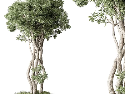 Natural Tree Pit with Twisted Trunks and Lush Green Leaves in Landscape 3d model