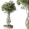 Natural Tree Pit with Twisted Trunks and Lush Green Leaves in Landscape