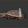 Small Brown Turtle With White Tag On Its Shell In Studio Lighting 3d model