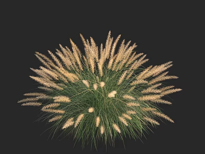Lush Green Grass with White Spiky Flowers and Radiant Shape on Black Background 3d model