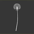 Single White Dandelion Plant With Slender Stem Isolated On Gray Background