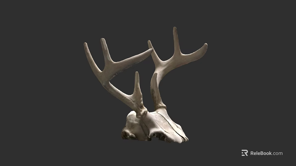 Detailed Decorative Deer Skull With Large Antlers On Dark Background 3d model 