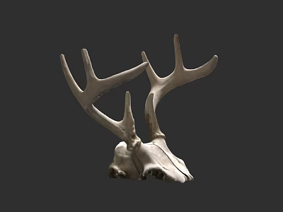 Detailed Decorative Deer Skull With Large Antlers On Dark Background 3d model