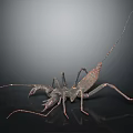 Dark Colored Scorpion With Long Tail Pincers And Legs On Black Background