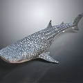 Whale Shark Featuring Spotted Skin And Streamlined Body In Marine Habitat
