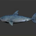 Blue Shark Model With Detailed Features On Gray Background And Visible Reflection 3d model
