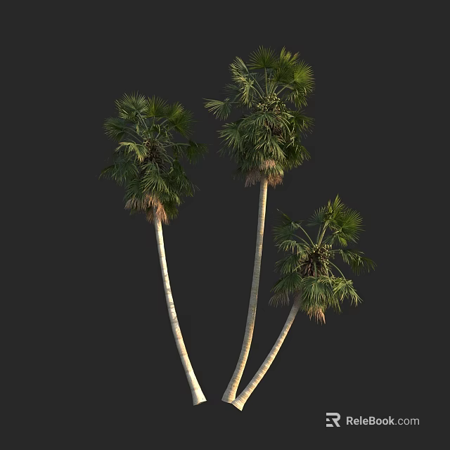 Tall Palm Trees With Slender Trunks And Lush Green Fronds On Black Background 3d model 