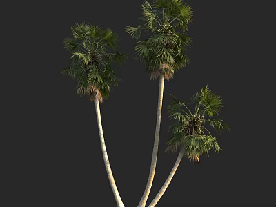 Tall Palm Trees With Slender Trunks And Lush Green Fronds On Black Background 3d model