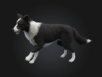 Black And White Border Collie Dog Walking With Dark Background In Studio 3d model
