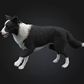Black And White Border Collie Dog Walking With Dark Background In Studio