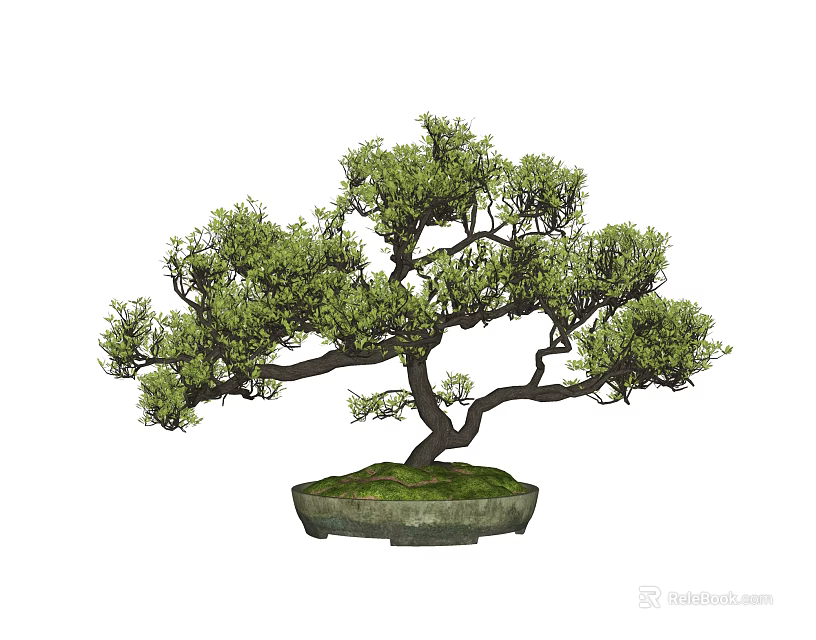 Bonsai Tree With Curved Trunk And Lush Green Leaves In Stone Pot For Decoration 3d model 