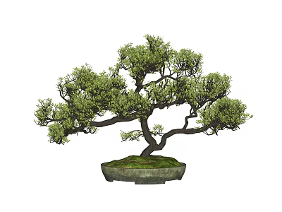 Bonsai Tree With Curved Trunk And Lush Green Leaves In Stone Pot For Decoration 3d model