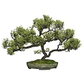 Bonsai Tree With Curved Trunk And Lush Green Leaves In Stone Pot For Decoration