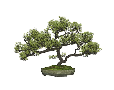 Bonsai Tree With Curved Trunk And Lush Green Leaves In Stone Pot For Decoration 3d model