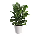 Lush Green Leafy Plant in White Ceramic Pot for Fresh Indoor Home Decoration