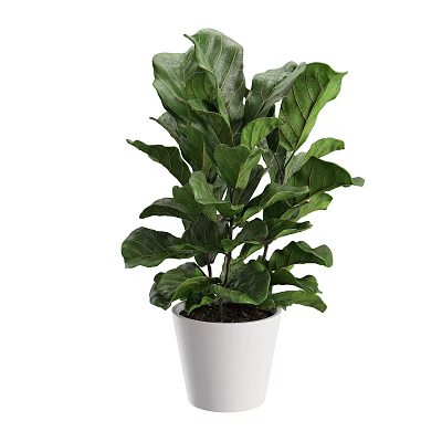 Lush Green Leafy Plant in White Ceramic Pot for Fresh Indoor Home Decoration 3d model