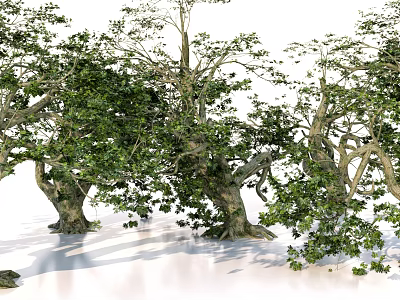 Lush Arbor Trees With Thick Trunks And Dense Green Foliage In Natural Landscape 3d model