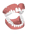 3D Human Teeth and Gums Model with Upper Lower Jaw Anatomical Structure 3d model