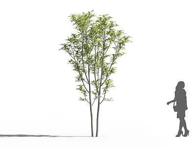 Tall Arbor Tree With Green Leaves And Woman Silhouette On White Background 3d model