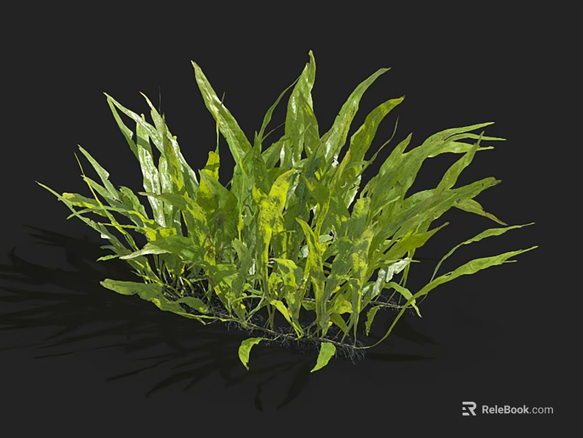 Lush Aquatic Plants With Long Green Leaves Thriving In Freshwater Pond Environment 3d model 