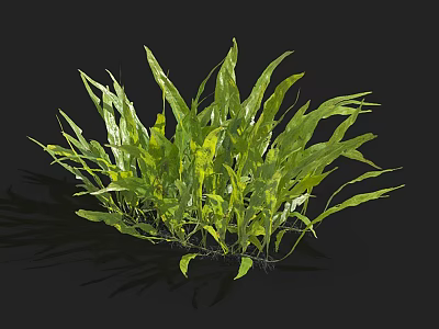 Lush Aquatic Plants With Long Green Leaves Thriving In Freshwater Pond Environment 3d model