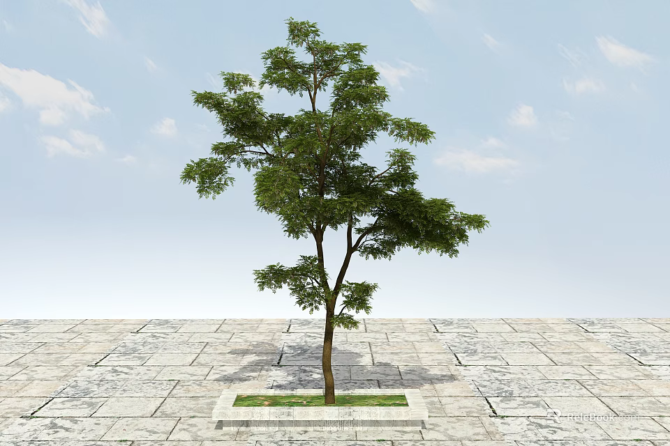 Tall Arbor Growing on Stone Pavement Under Blue Sky with White Clouds 3d model 