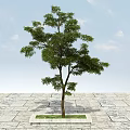 Tall Arbor Growing on Stone Pavement Under Blue Sky with White Clouds 3d model