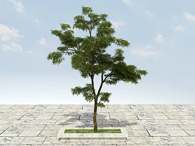 Tall Arbor Growing on Stone Pavement Under Blue Sky with White Clouds 3d model