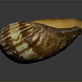 Colorful Conch Shell With Brown White Stripes And Orange Interior