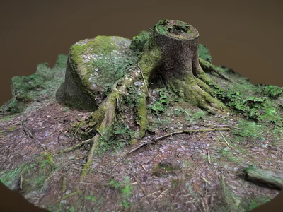 Old Tree Stump With Exposed Roots And Green Moss On Forest Floor 3d model