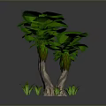 Vibrant Tree with Large Green Leaves Multiple Trunks and Small Base Plants