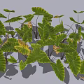 Lush Tropical Foliage Plant With Green And Yellow Variegated Leaves And Brown Dried Tips