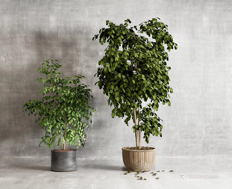Small and Large Potted Bonsai Plants with Green Leaves in Gray Pot and Woven Basket 3d model 