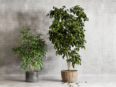 Small and Large Potted Bonsai Plants with Green Leaves in Gray Pot and Woven Basket 3d model